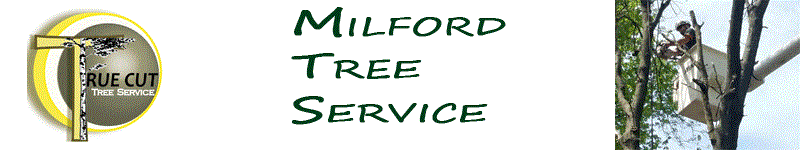 milford-tree-service
