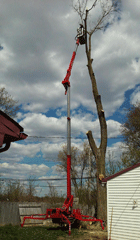 crane-tree-removal